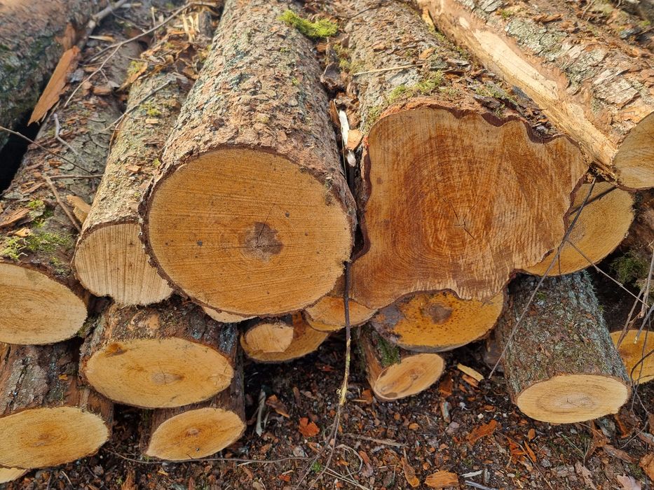 Drewno brzoza, olcha,  dąb, grab,sosna...