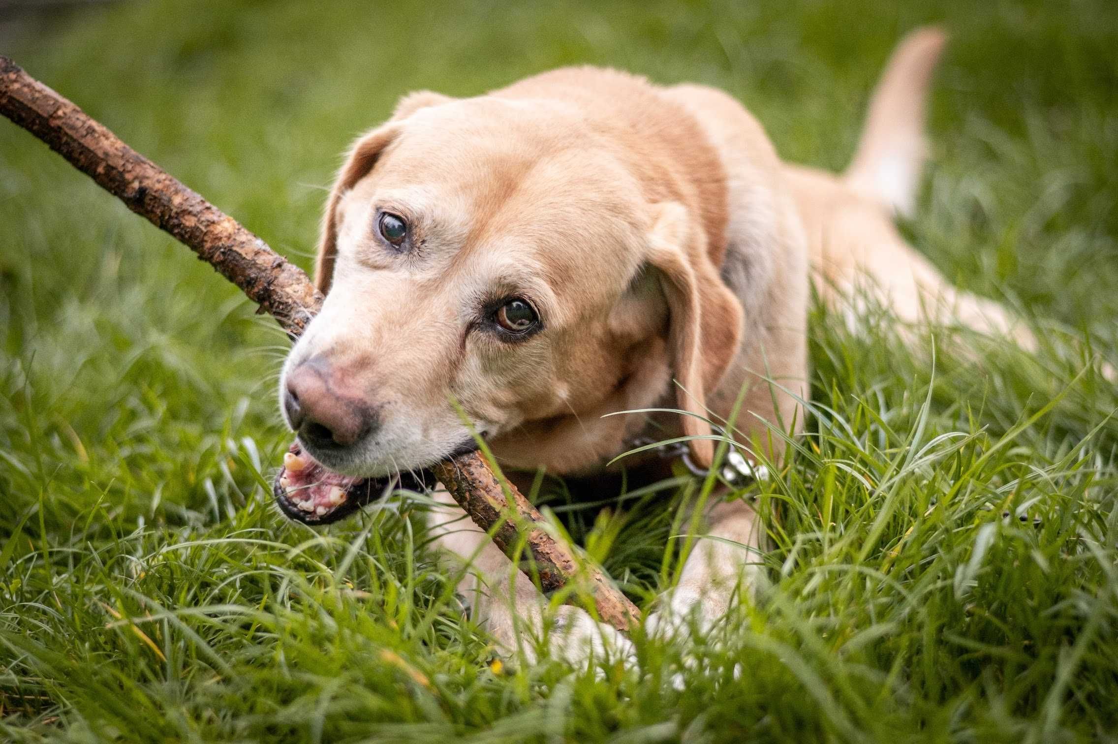 Uroczy labrador BODO szuka kochającego domu!