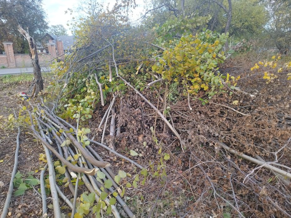 Oddam gałęzie, leszczyna.