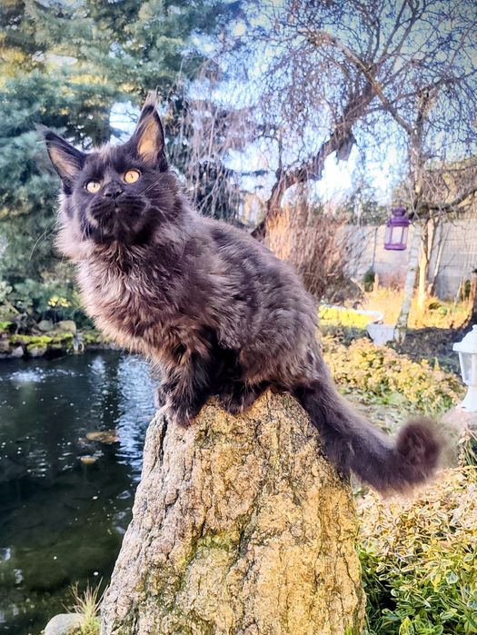 Maine Coon kocur do odbioru -wyjątkowy kolor, hodowla