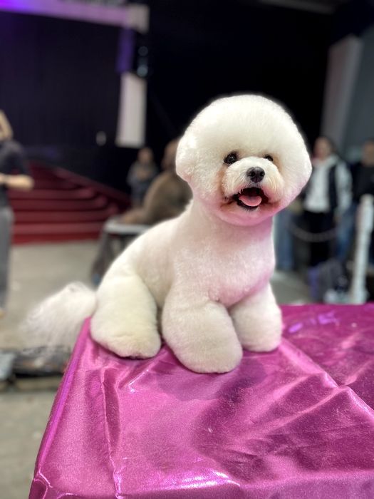 Елітні цуценята бішон фрізе (bichon frise).