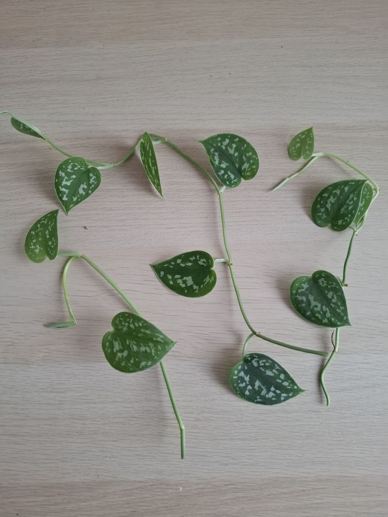 Scindapsus pictus 'Argyraeus' Scindapsus pstry