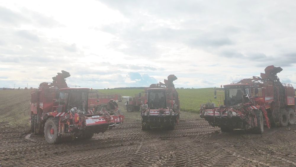 Usługowy zbiór buraków Kopanie buraków Kwidzyn Holmer