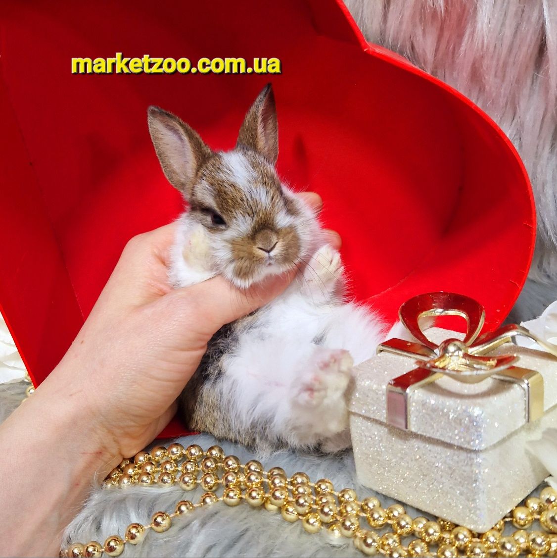Голандський міні кролик золотистого окрасу
