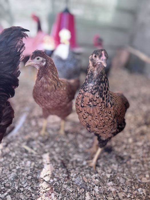 Galos de raça Rhode Island Red