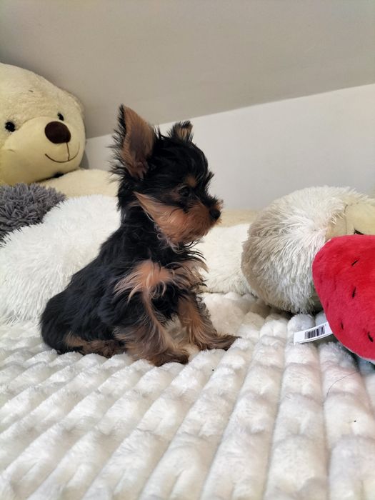 Yorkshire Terrier