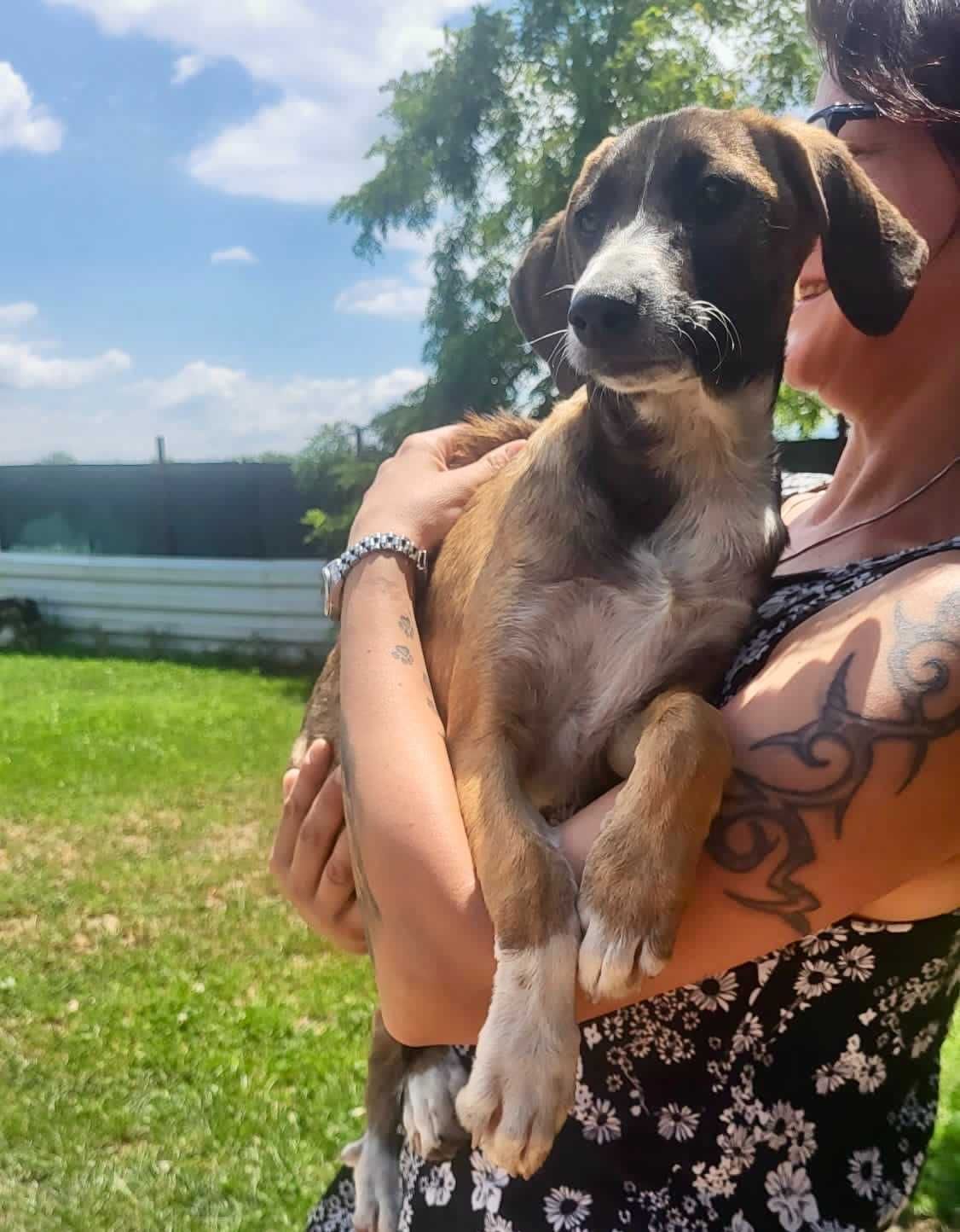 TRUFLA  4 mies sunia uratowana w Bułgarii do adopcji