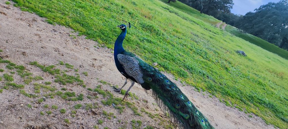 Pavão macho adulto