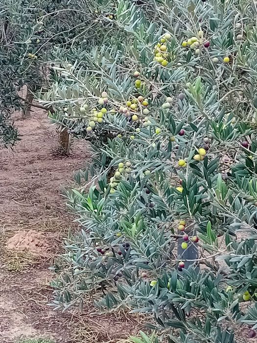 Oliveiras adultas para transplantar lote de 500