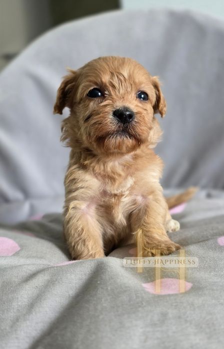 Maltipoo**Sunia** Do Rezerwacji**