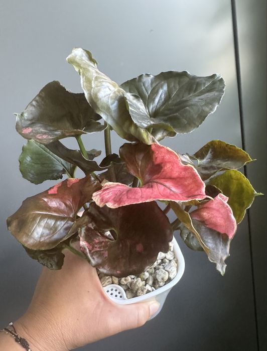 Syngonium Strawberry Ice