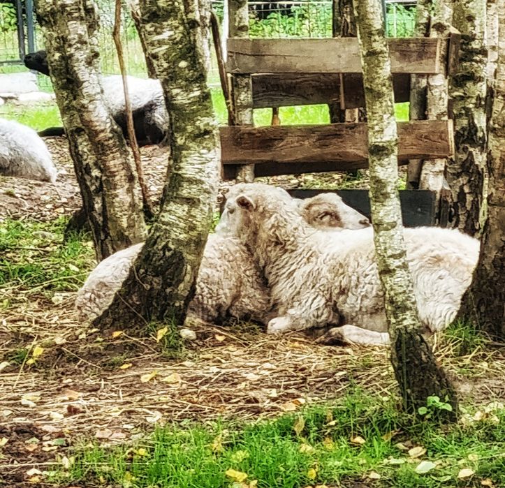 Jazda konna, wyjazdy w teren, mini agro kozy owce