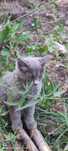 Котик безкоштовно