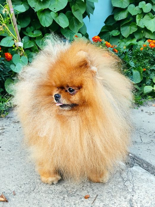 Померанский шпиц . Предложение Вязки .