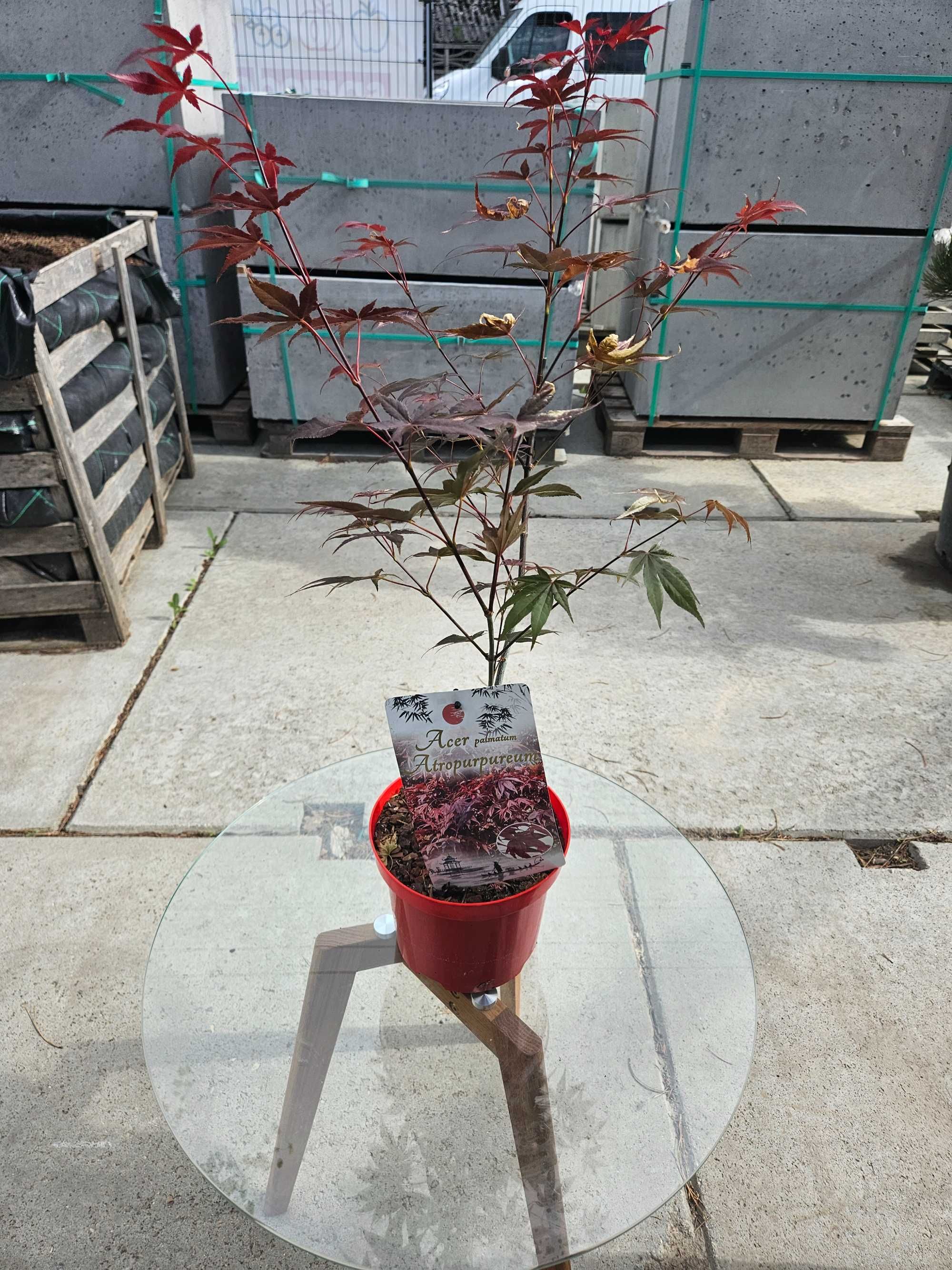 Klon palmowy 'Atropurpureum' (Acer palmatum 'Atropurpureum')