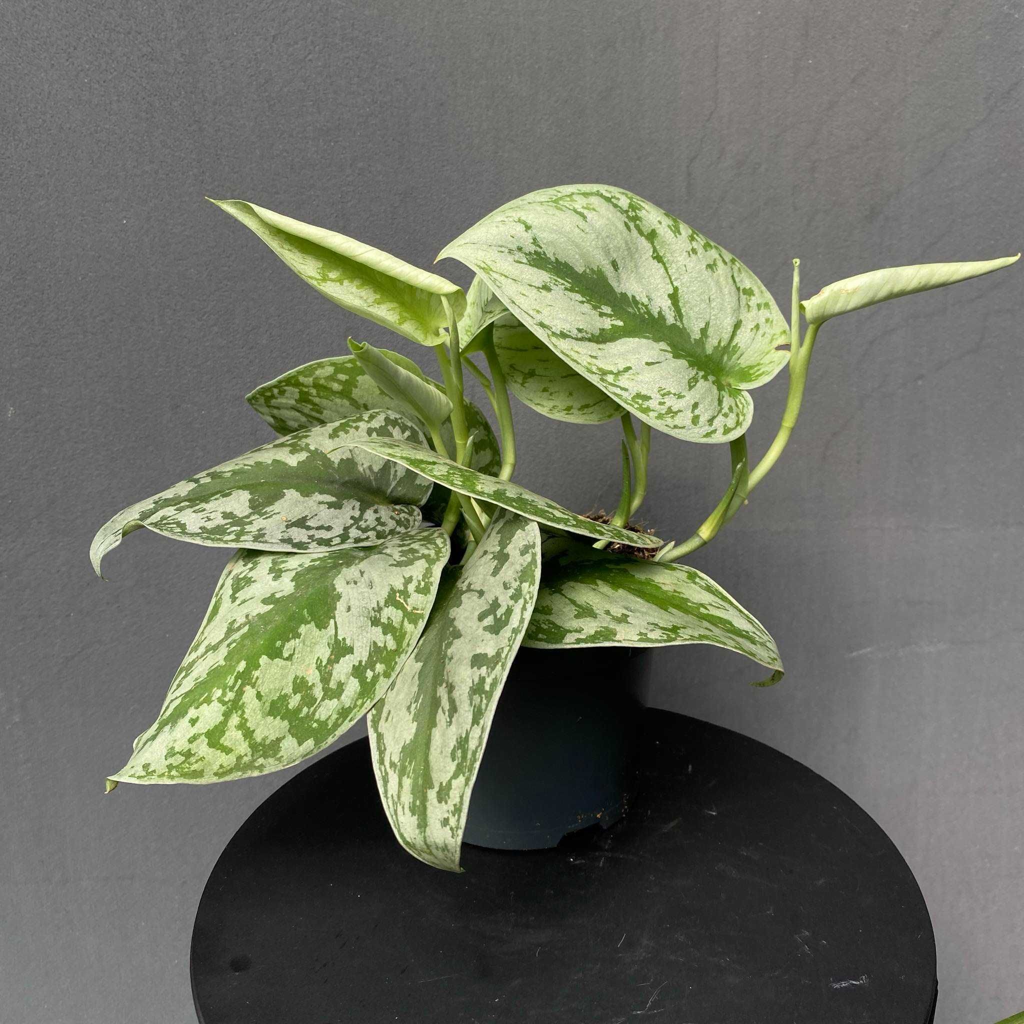Scindapsus ‘Trebie’ Scindapsus pictus
