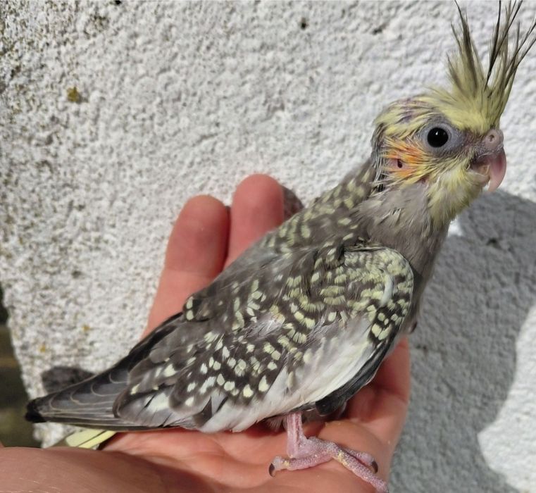 Caturra para criar á mão (única disponível)