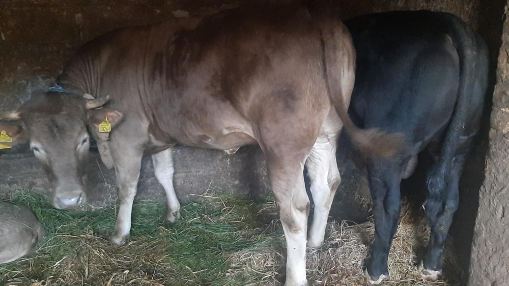 Jałowka do dalszej hodowli