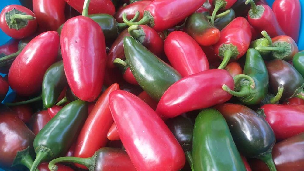 Продам насіння Jalapeno / Халапеньо