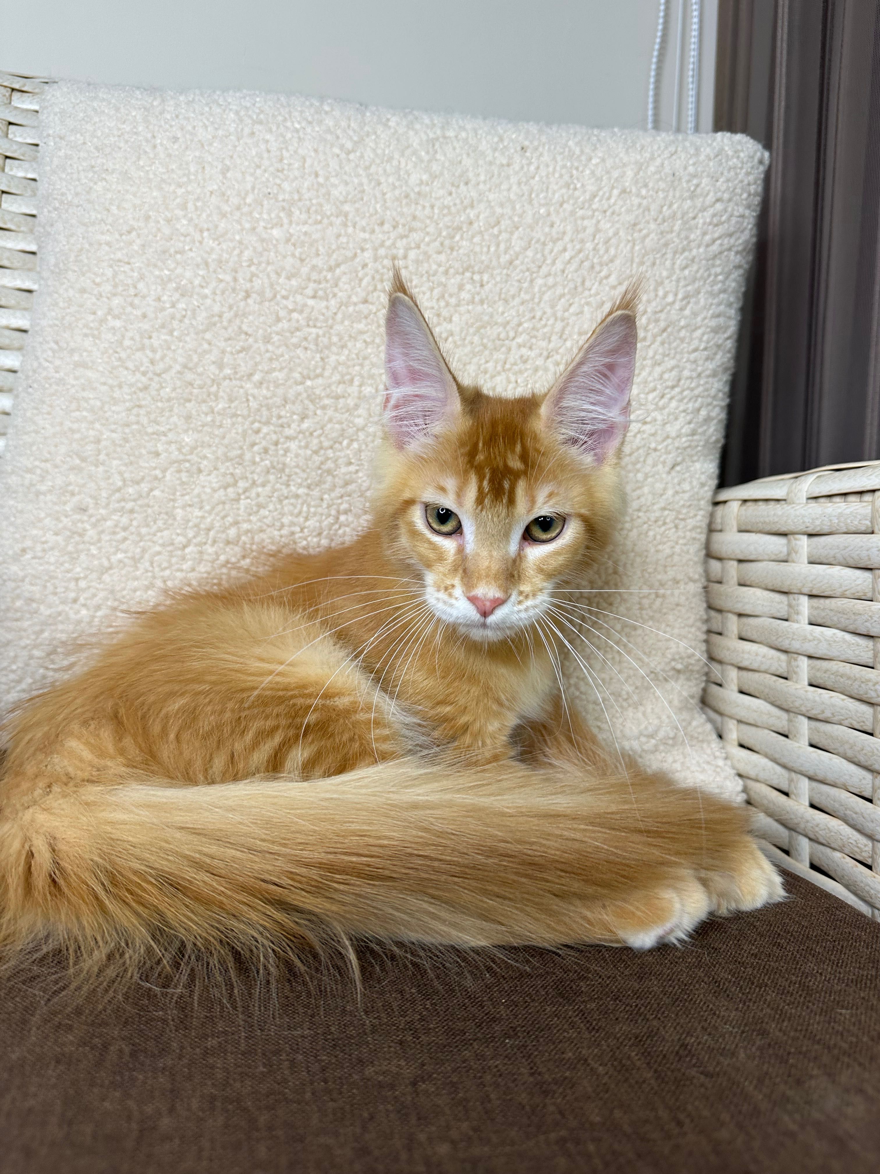 Goodwin-kocurek Maine Coon