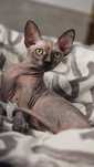 Przepiękna kotka rasy Sfinks Kanadyjski Sphynx