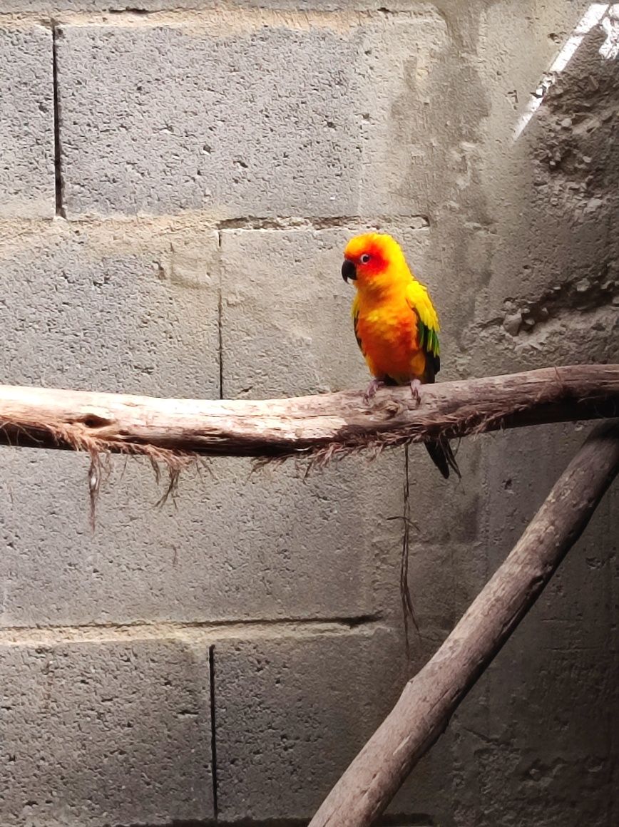 Aratinga Solstitialis