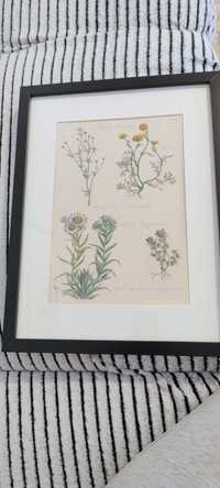 Plakaty botaniczne z ramkami Ikea 42x33
