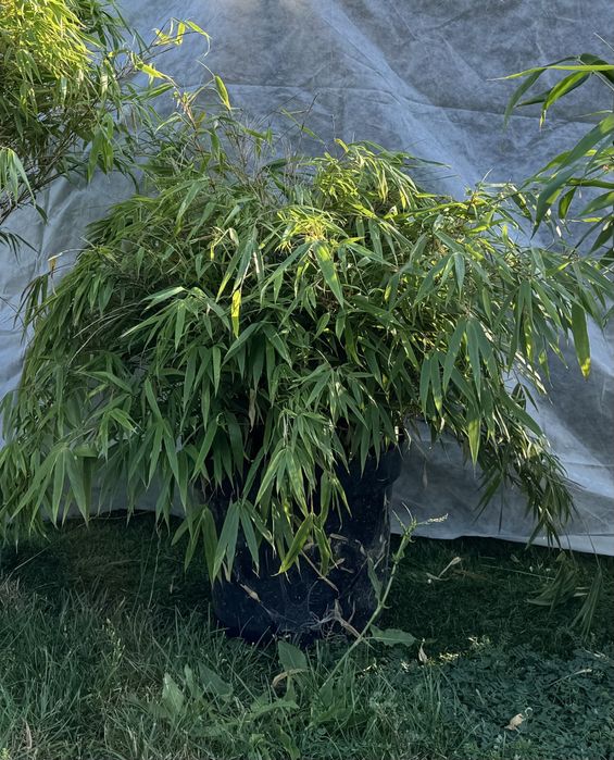 Roślina Fargesia rufa duuza