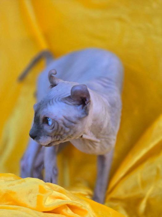 Ельф  шикарний хлопчик