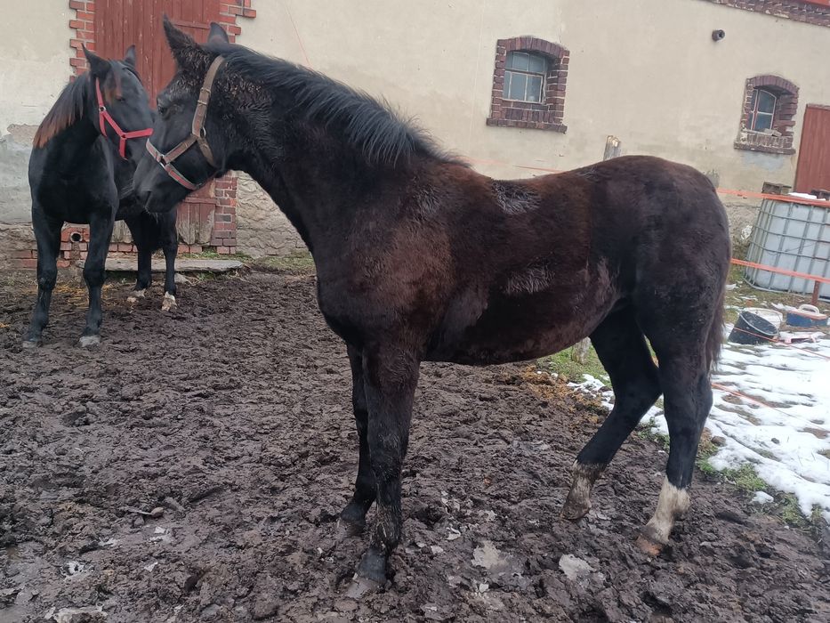 Klaczka Śląska odsadek