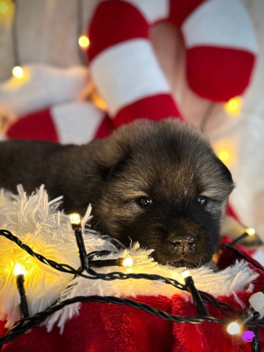 Piesek eurasier! Do odbioru ok 10.01.2026. Wielka promocja świąteczna!