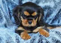 Cavalier King Charles Spaniel - ZKwP FCI - SUCZKA
