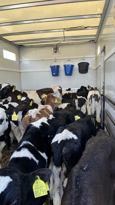 Sprzedam cielaki cielęta