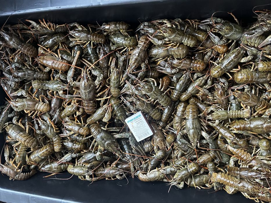 Продам живые раки