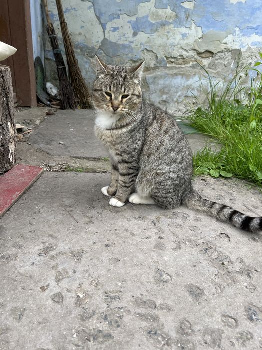 Котик у хороші руки