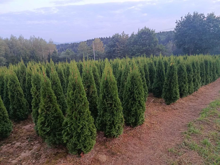 Tuja brabant, szmaragd 150,160,180,200,220,250cm,sadzimy,dowoz