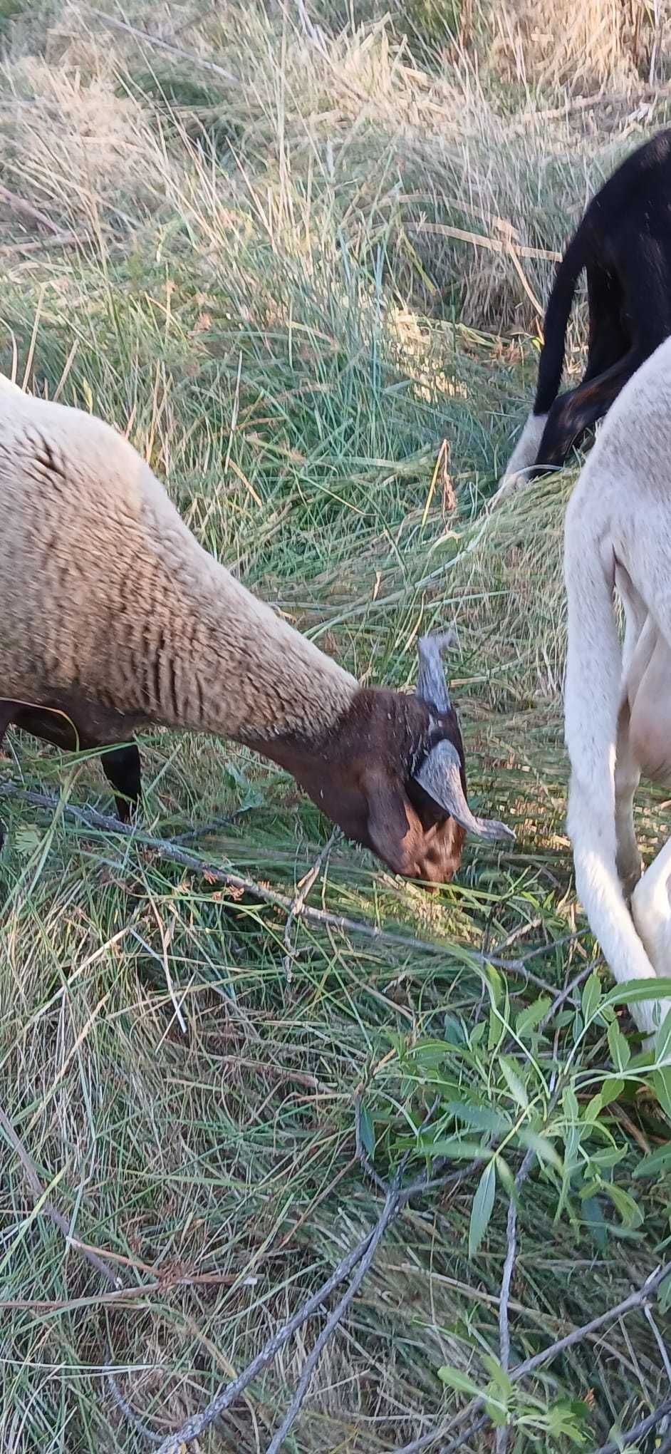 Vendo borrego bordaleiro filho de bons pais muito lindo para criação