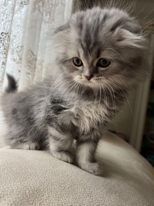 Продаються шотландські кошенята!