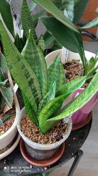 Rezerwacja do niedzieli. Sansevieria trifasciata Moonshine Mutation. S