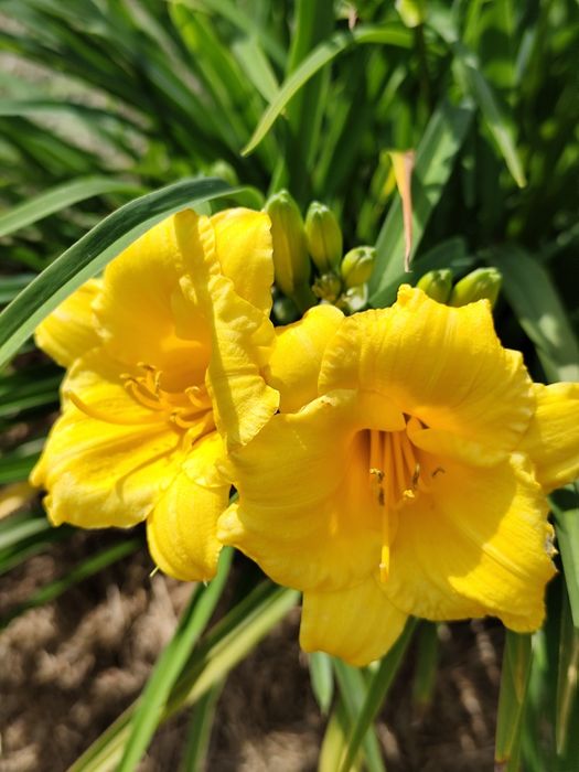 Liliowiec 'Stella de Oro'