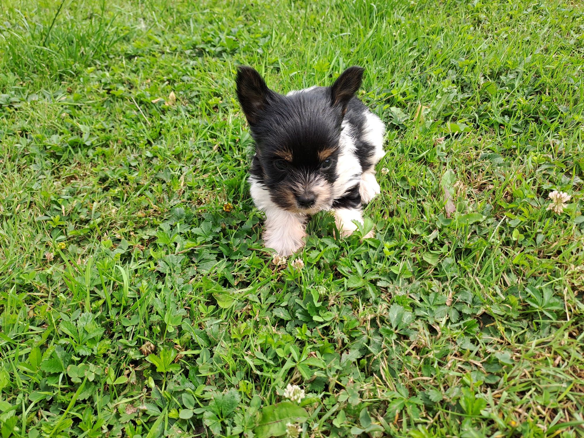 York biewer mini piesek