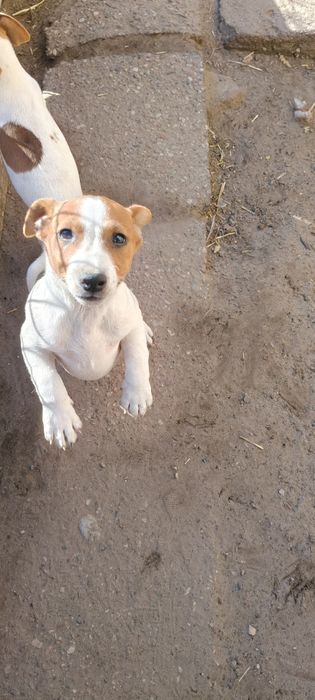 Jack Russell Terrier ( PIESEK ) Ur 01..07.2025 r