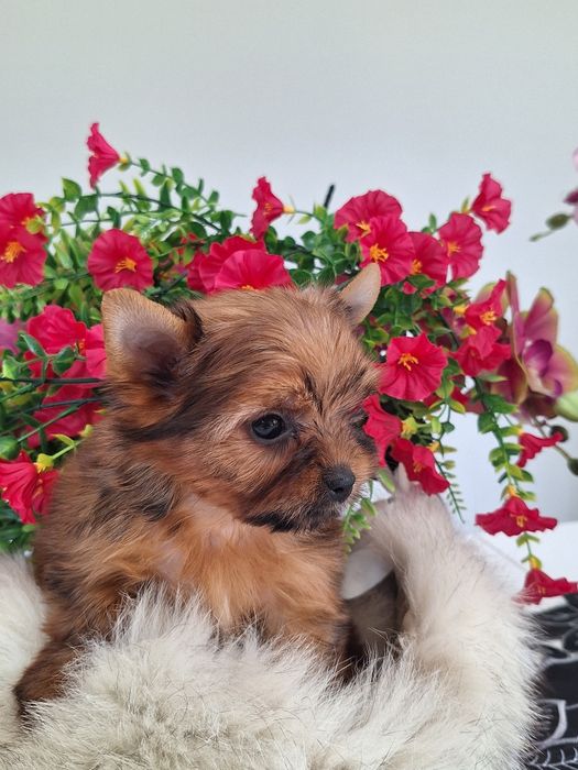 Yorkshire terrier z rodowodem