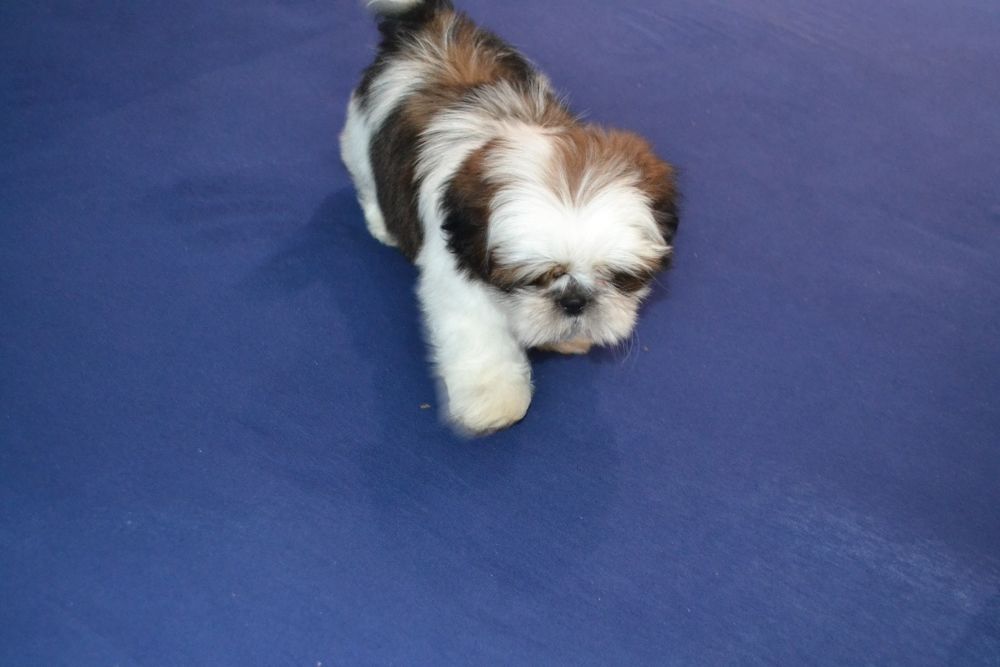 Śliczny malutki piesek Shih tzu
