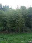 Vendo canas da india  ( bambu )