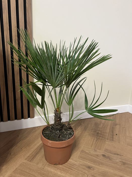 Пальма Humilis Хуміліс