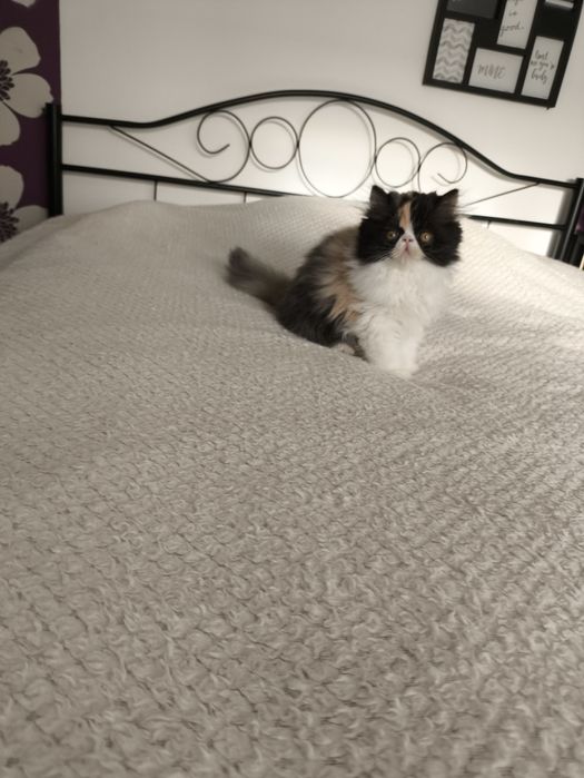 Mega słodziak koteczka pers