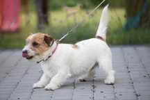 Reproduktor Jack Russell Terrier FCI ZKwP