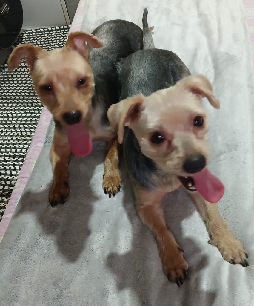 Yorkshires para adopção