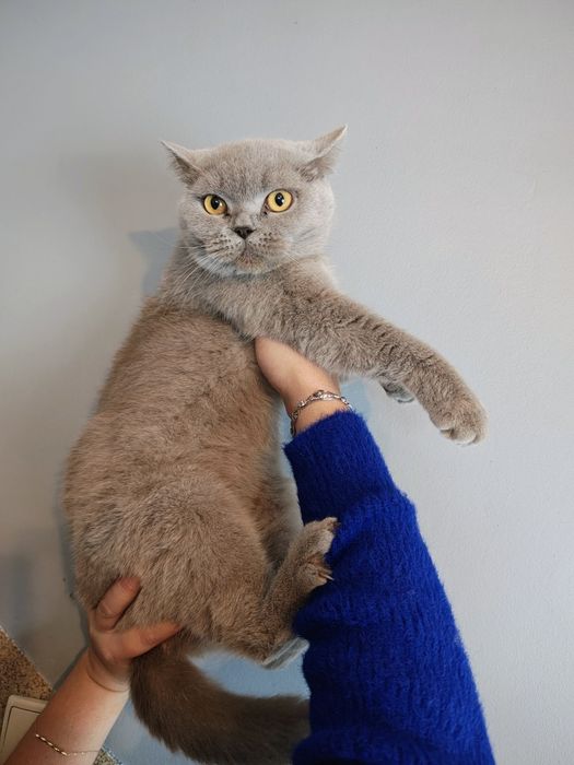 Piękna kotka brytyjska Dameres do adopcji .